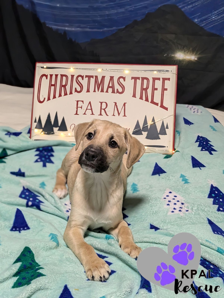 Mistletoe - Christmas Cheer Litter, an adoptable Mixed Breed in Kenai, AK, 99611 | Photo Image 4