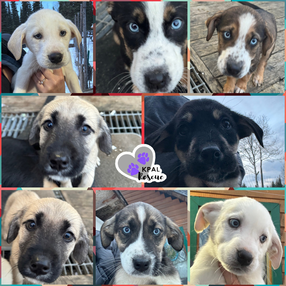 Mistletoe - Christmas Cheer Litter, an adoptable Mixed Breed in Kenai, AK, 99611 | Photo Image 5