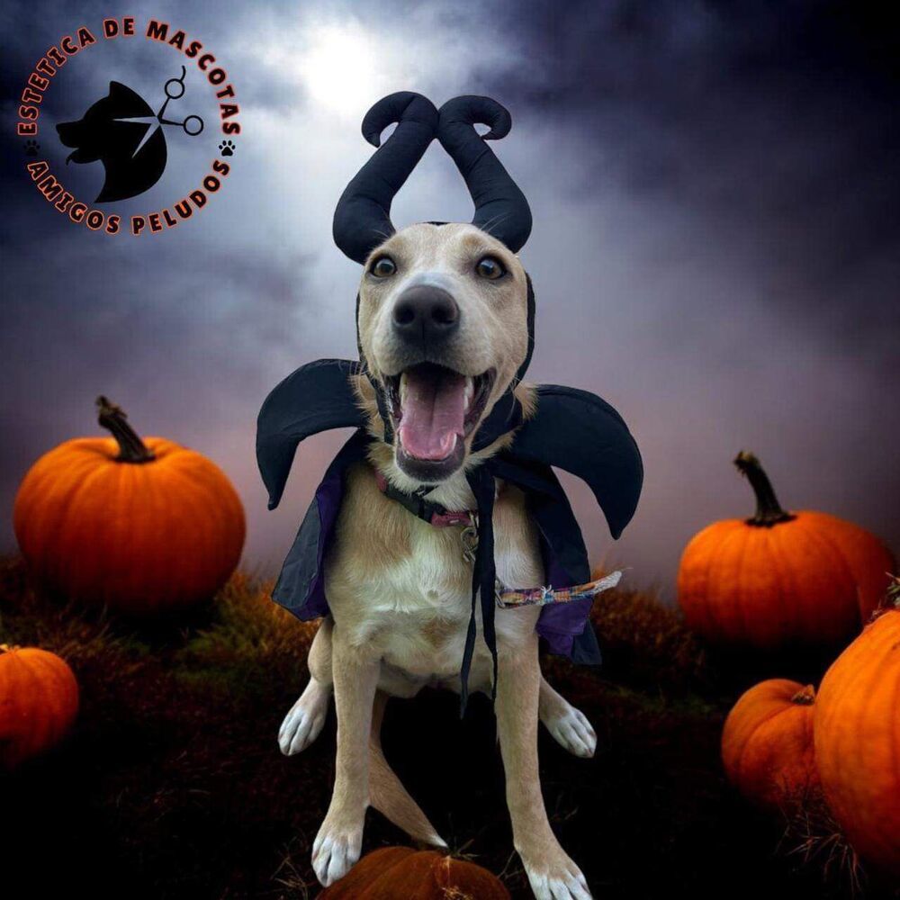 ELSA, an adoptable Labrador Retriever in Jardines de San Manuel, PUE, 72570 | Photo Image 5