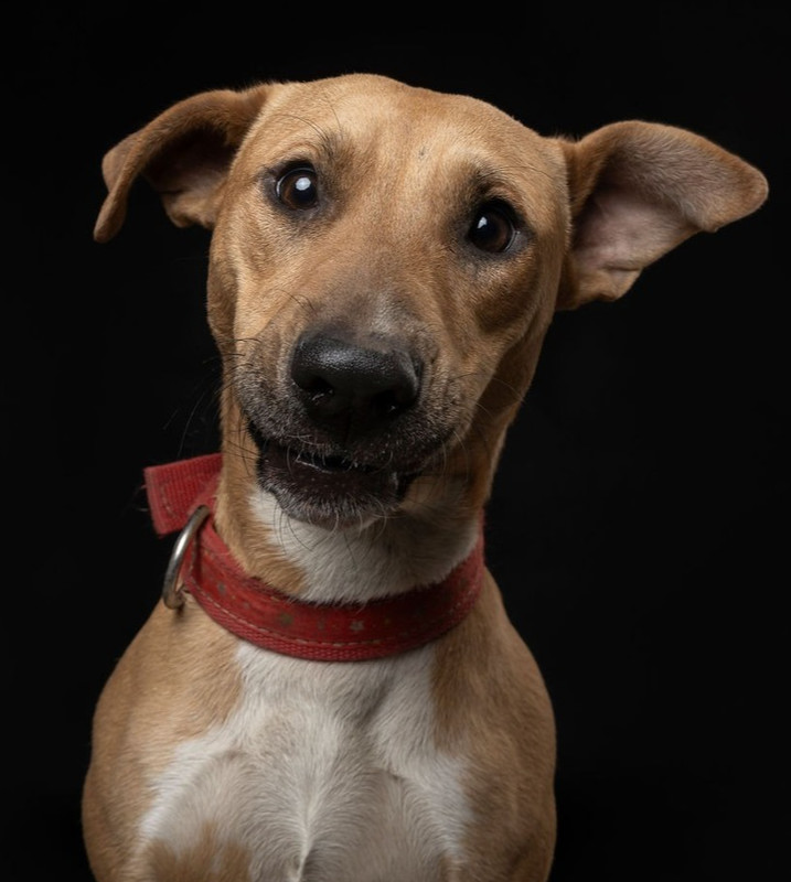 CANDY, an adoptable Black Mouth Cur in Jardines de San Manuel, PUE, 72570 | Photo Image 1