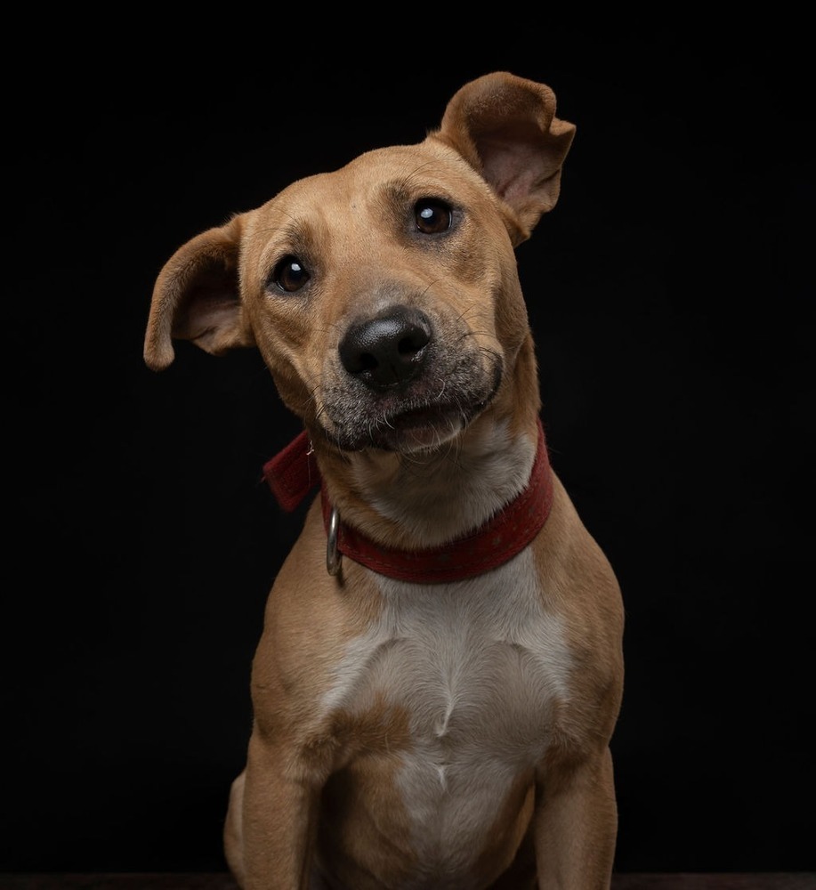 CANDY, an adoptable Black Mouth Cur in Jardines de San Manuel, PUE, 72570 | Photo Image 3