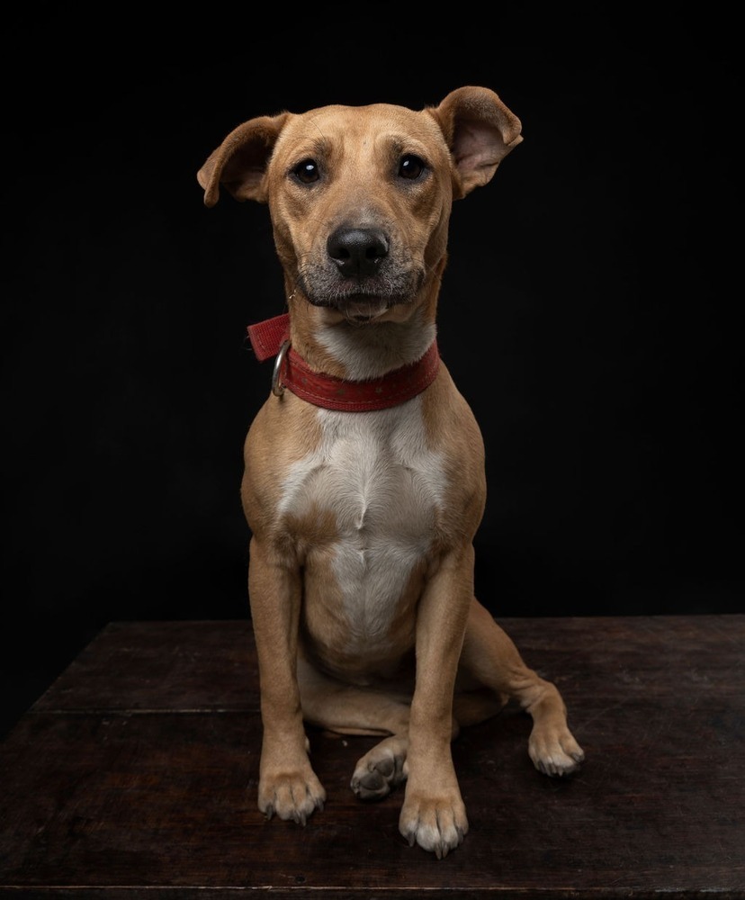 CANDY, an adoptable Black Mouth Cur in Jardines de San Manuel, PUE, 72570 | Photo Image 4