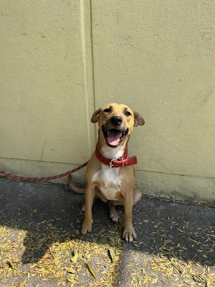 CANDY, an adoptable Black Mouth Cur in Jardines de San Manuel, PUE, 72570 | Photo Image 5