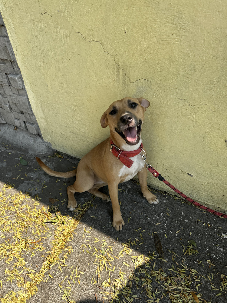 CANDY, an adoptable Black Mouth Cur in Jardines de San Manuel, PUE, 72570 | Photo Image 6