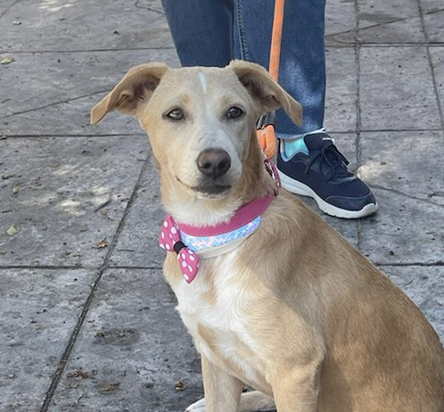 ANNA, an adoptable Labrador Retriever in Jardines de San Manuel, PUE, 72570 | Photo Image 1