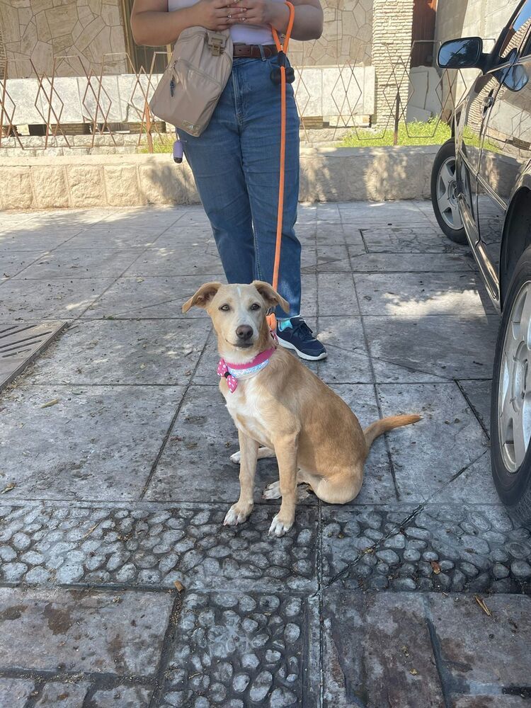 ANNA, an adoptable Labrador Retriever in Jardines de San Manuel, PUE, 72570 | Photo Image 2