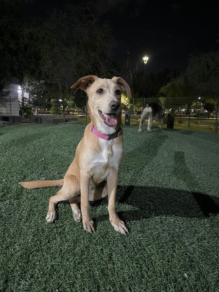 ANNA, an adoptable Labrador Retriever in Jardines de San Manuel, PUE, 72570 | Photo Image 3