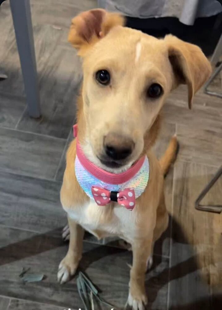 ANNA, an adoptable Labrador Retriever in Jardines de San Manuel, PUE, 72570 | Photo Image 4