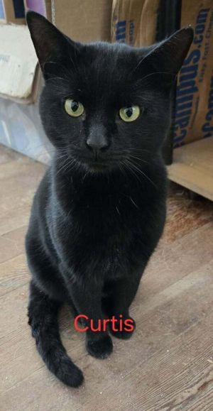 Curtis, Adult Male Domestic Short Hair