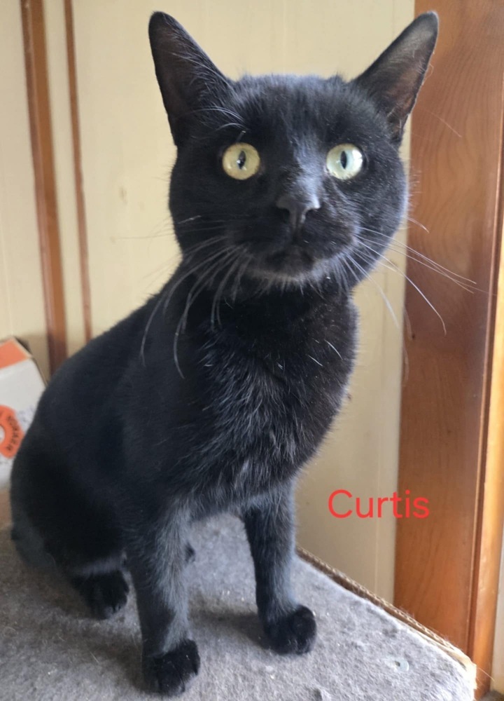 Curtis
