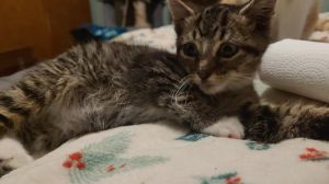 Ouija, Baby Female Domestic Short Hair