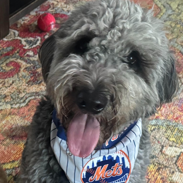 Coco, an adoptable Goldendoodle in Louisville, KY, 40206 | Photo Image 1