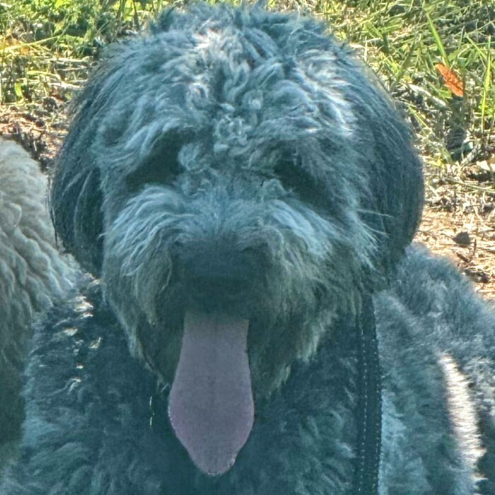 Coco, an adoptable Goldendoodle in Louisville, KY, 40206 | Photo Image 2