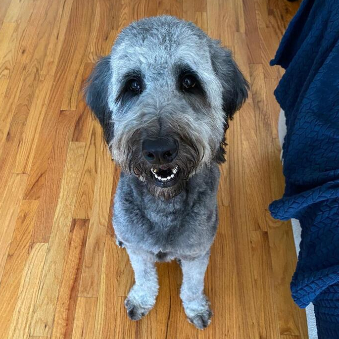 Coco, an adoptable Goldendoodle in Louisville, KY, 40206 | Photo Image 3