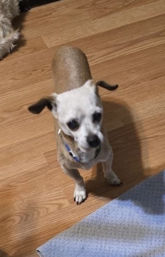 Marvyn, an adoptable Chihuahua in Herriman, UT, 84096 | Photo Image 1