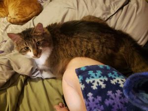 Kanar, Young Male Domestic Medium Hair