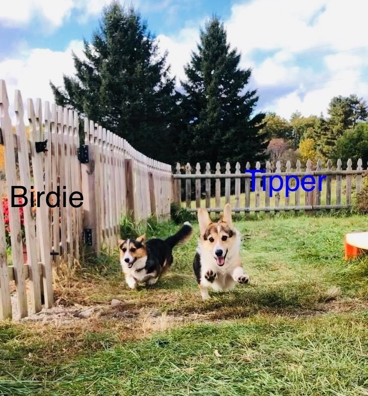 Birdie