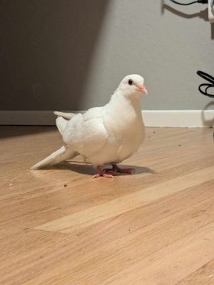 Marzipan was in serious need of help unable to stand with some bleeding from her nares and clearl