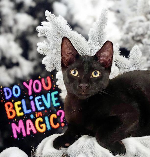 Magic