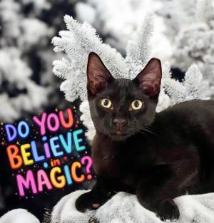 Magic Bombay Cat
