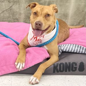 Jade is a sweet girl that leans into you for love She adores sweet talk and she gives kisses She