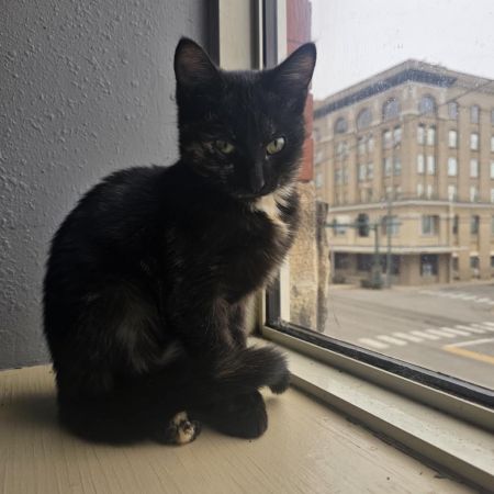 Miss Meatball photo