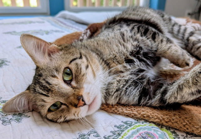 Minerva, an adoptable Domestic Medium Hair in Hudson, MA, 01749 | Photo Image 1