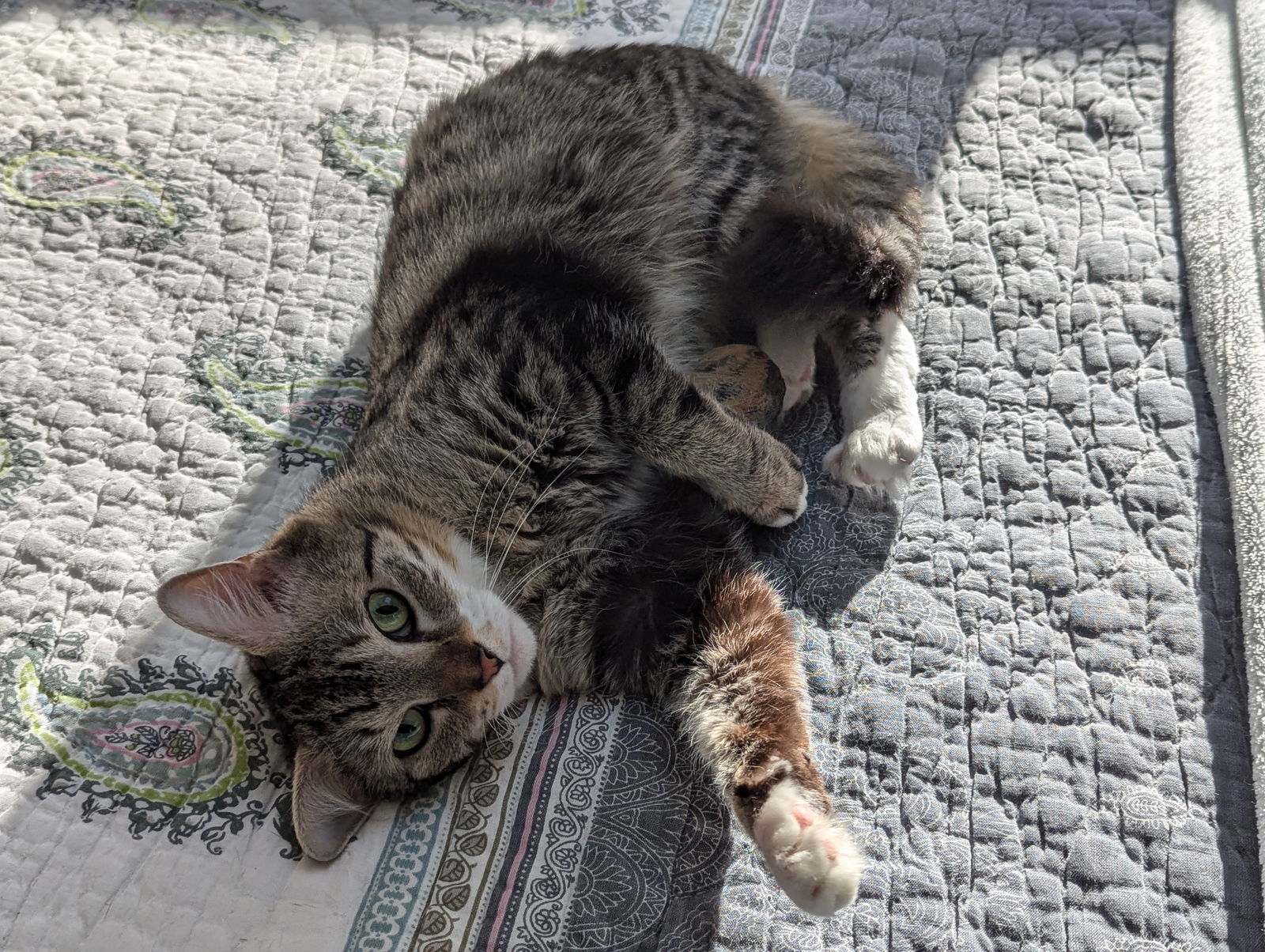 Minerva, an adoptable Domestic Medium Hair in Hudson, MA, 01749 | Photo Image 2