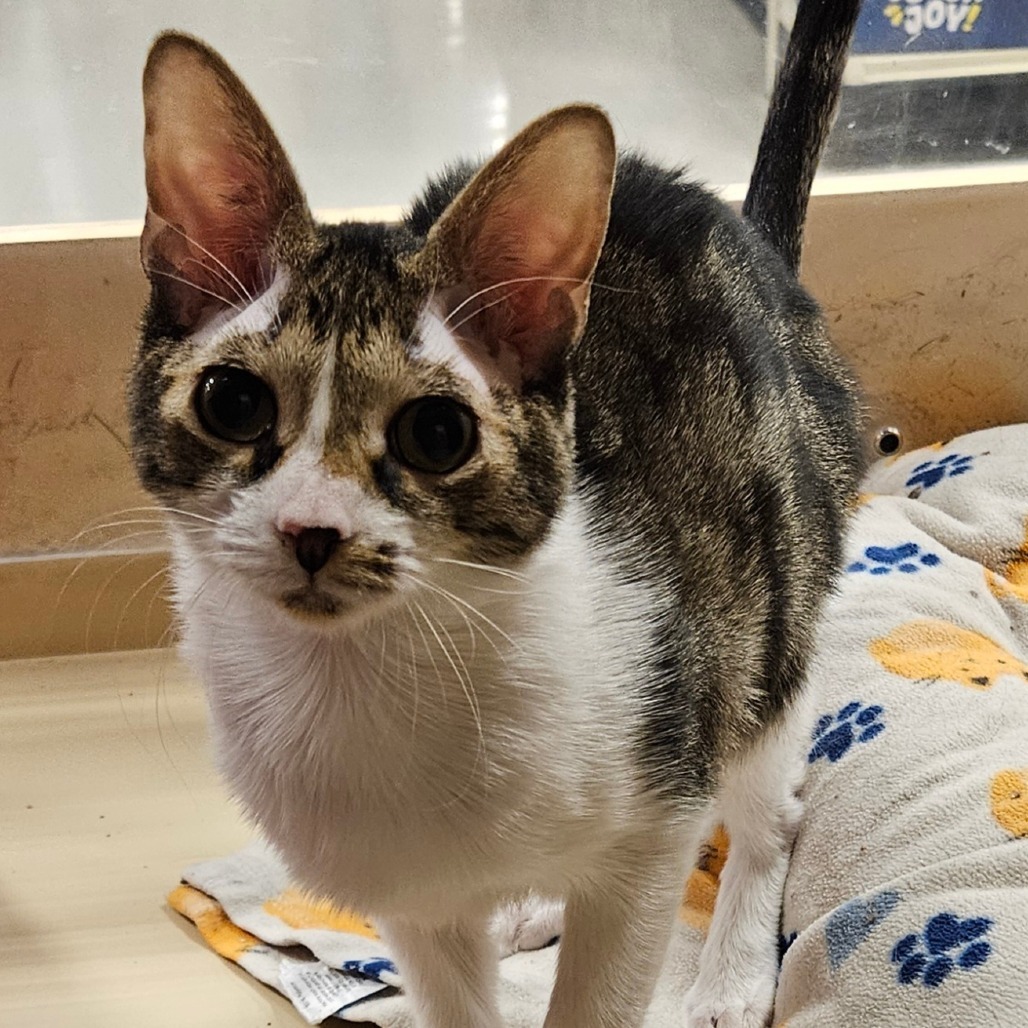 Alien, an adoptable Domestic Short Hair in Las Vegas, NV, 89146 | Photo Image 1