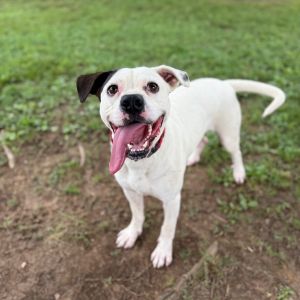 Perseus, Adult Male Mixed Breed