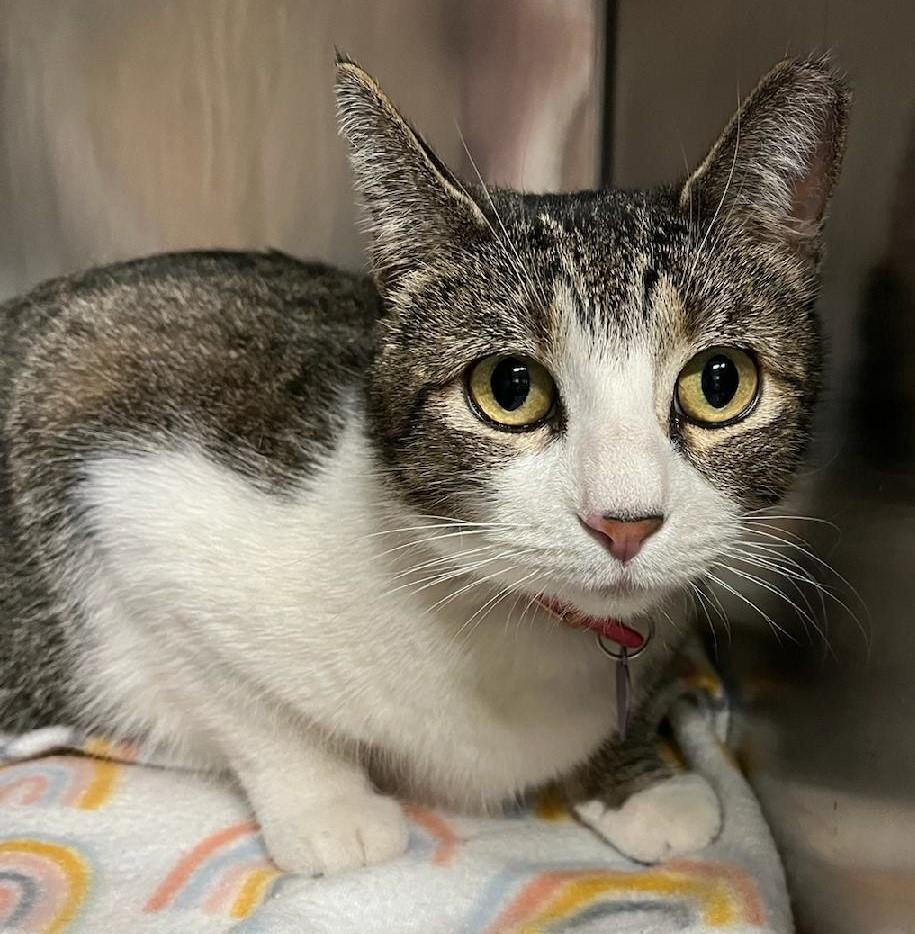Willow, an adoptable Domestic Short Hair in Pahrump, NV, 89048 | Photo Image 1