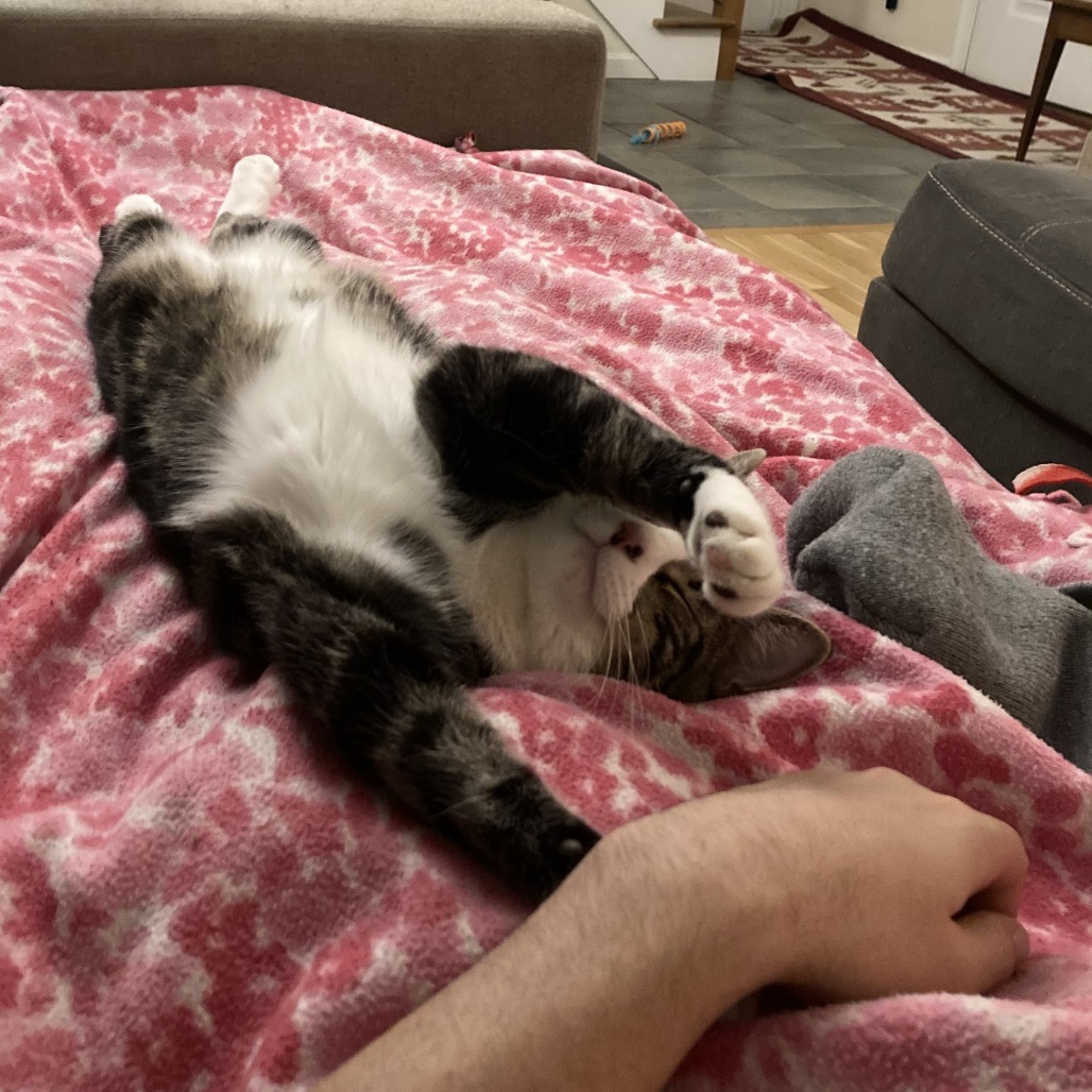 Henry, an adoptable Domestic Short Hair in Ashland, MA, 01721 | Photo Image 2