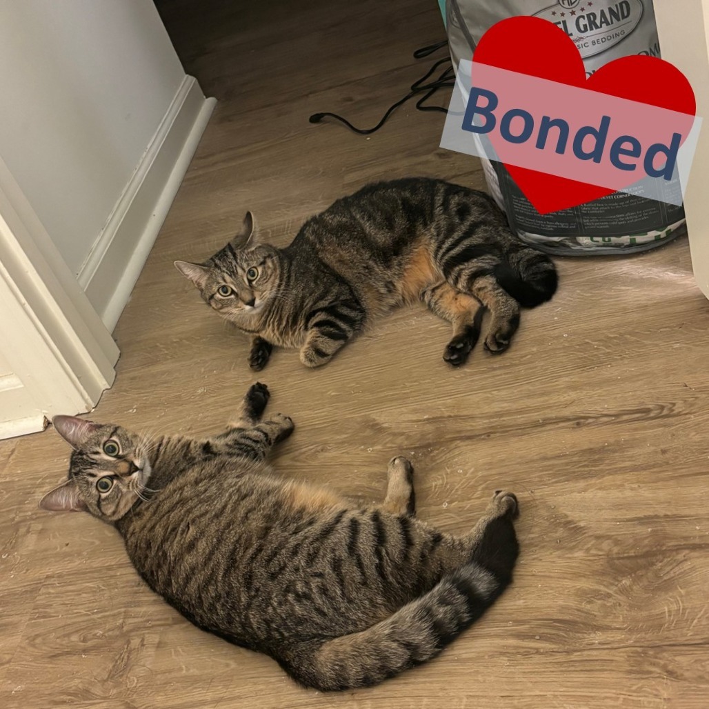 Prince Filipe & Princess Gracie, an adoptable Domestic Short Hair in Ashland, MA, 01721 | Photo Image 1