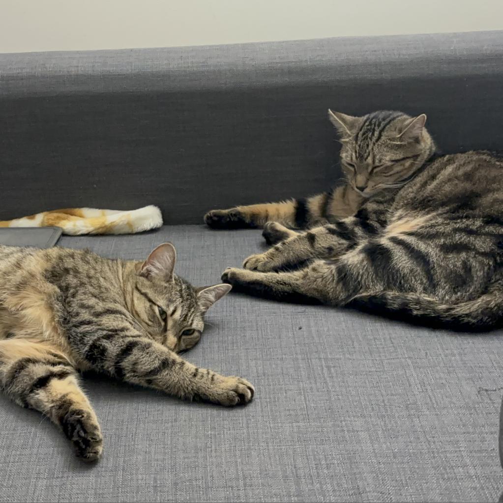 Prince Filipe & Princess Gracie, an adoptable Domestic Short Hair in Ashland, MA, 01721 | Photo Image 2