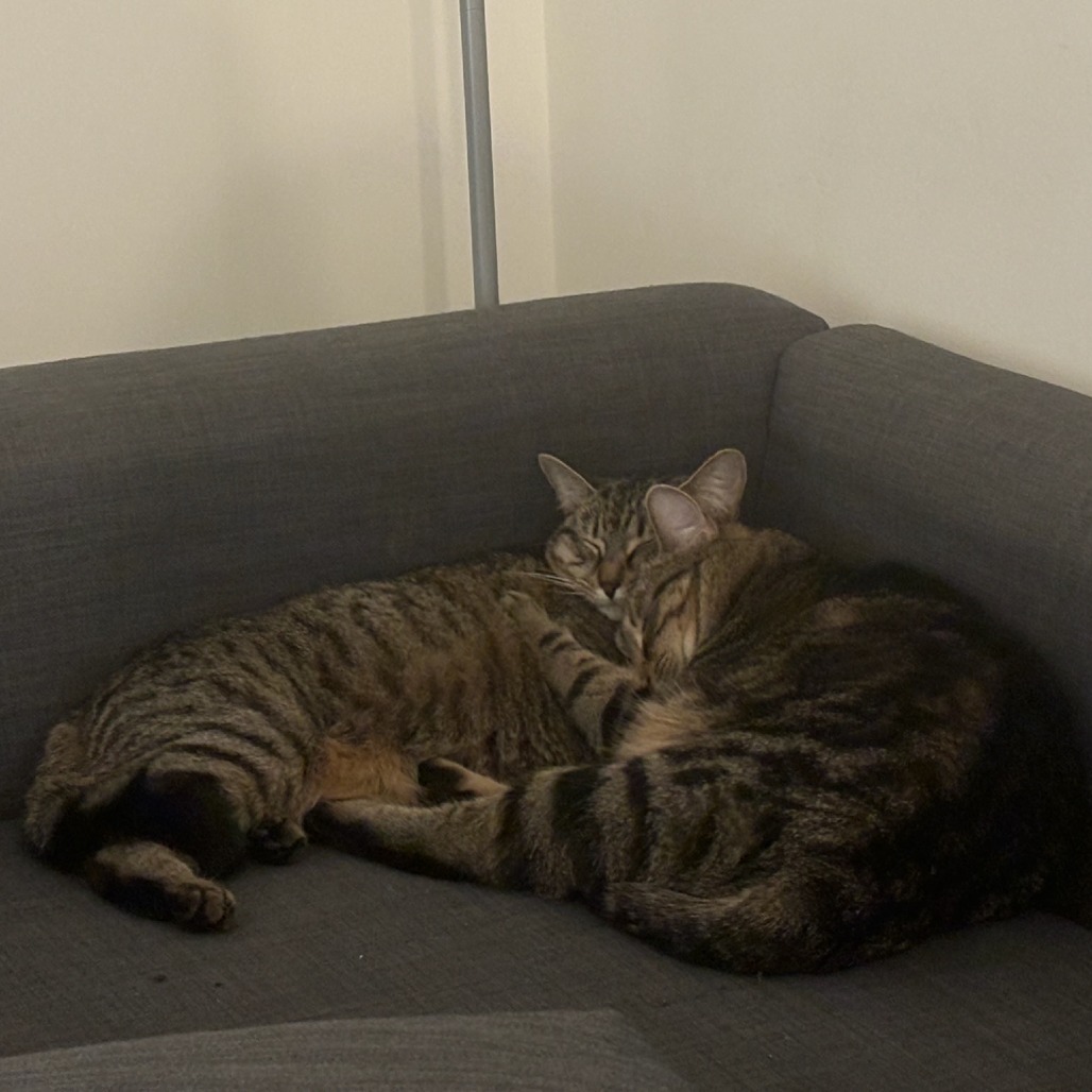 Prince Filipe & Princess Gracie, an adoptable Domestic Short Hair in Ashland, MA, 01721 | Photo Image 3