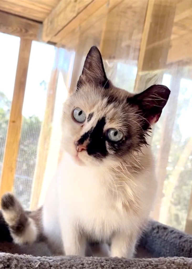 Genevieve, an adoptable Ragdoll, Siamese in New Braunfels, TX, 78130 | Photo Image 1