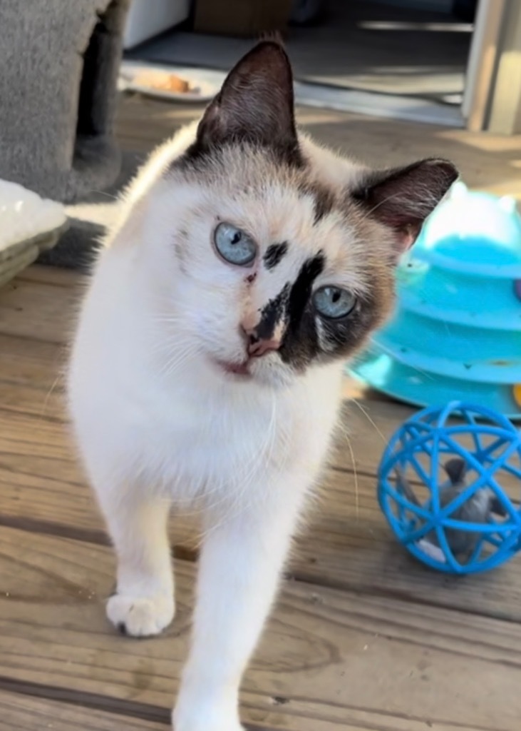 Genevieve, an adoptable Ragdoll, Siamese in New Braunfels, TX, 78130 | Photo Image 2