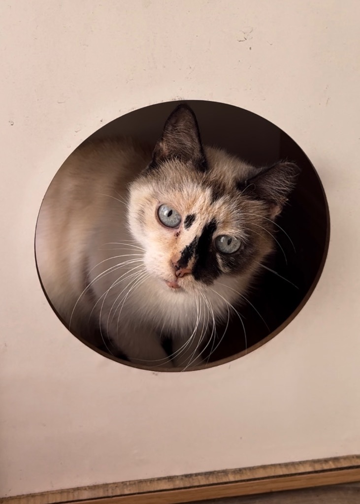 Genevieve, an adoptable Ragdoll, Siamese in New Braunfels, TX, 78130 | Photo Image 3