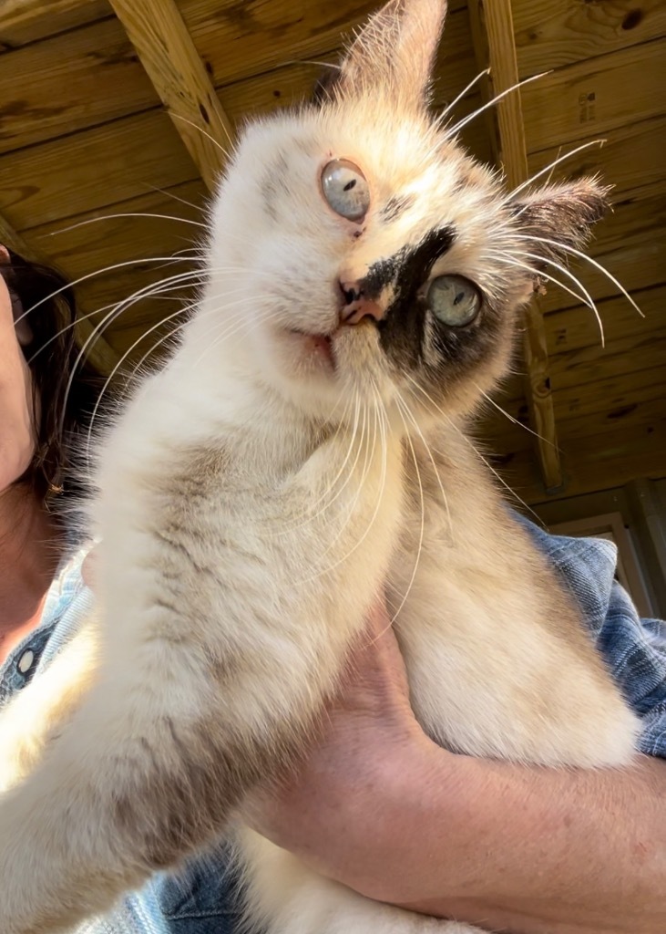 Genevieve, an adoptable Ragdoll, Siamese in New Braunfels, TX, 78130 | Photo Image 4