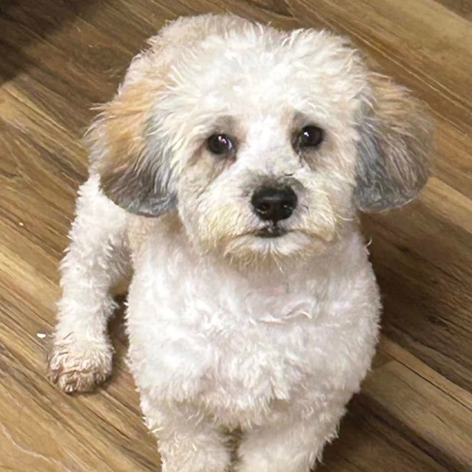 Ebenezer, an adoptable Havanese, Poodle in Rockville, MD, 20853 | Photo Image 1