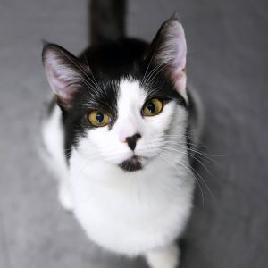 Fiskars was a tiny orphan kitten rescued and folded in to a family with a foster