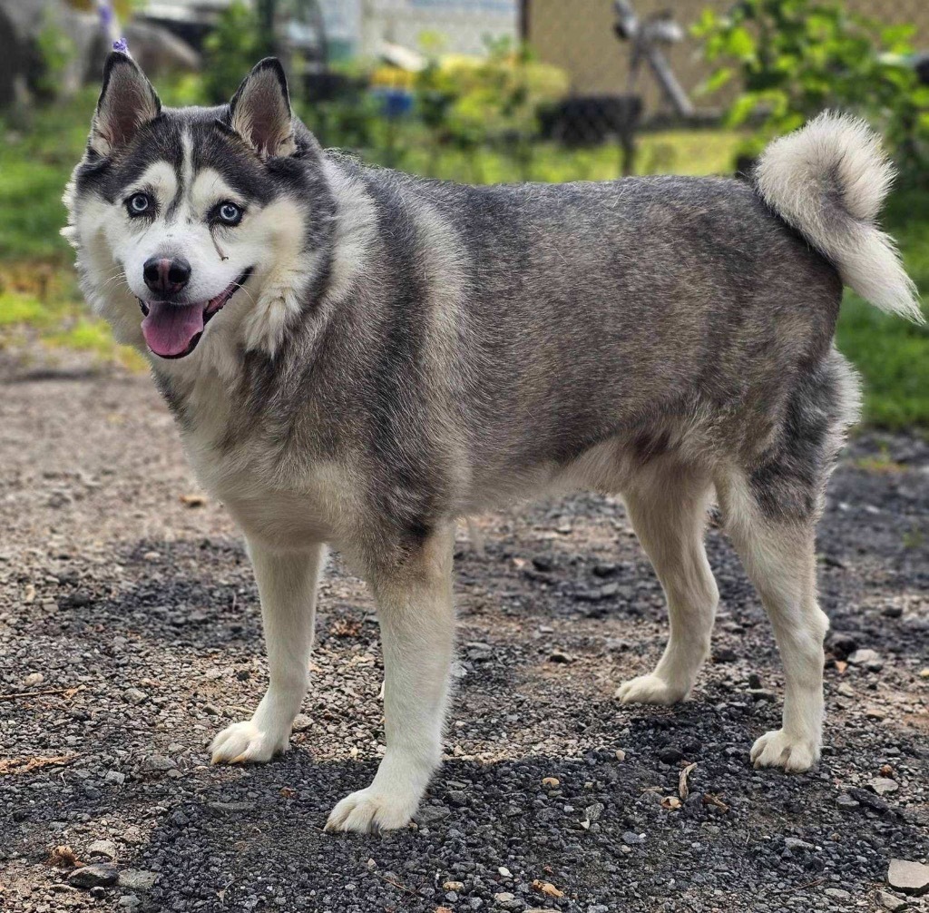 Nikko, an adoptable Husky, Pomeranian in Pomona, NY, 10970 | Photo Image 1
