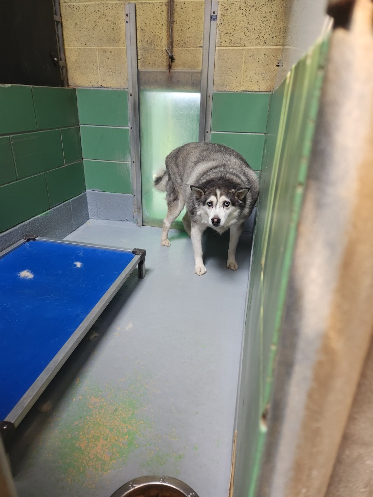 Nikko, an adoptable Husky, Pomeranian in Pomona, NY, 10970 | Photo Image 2