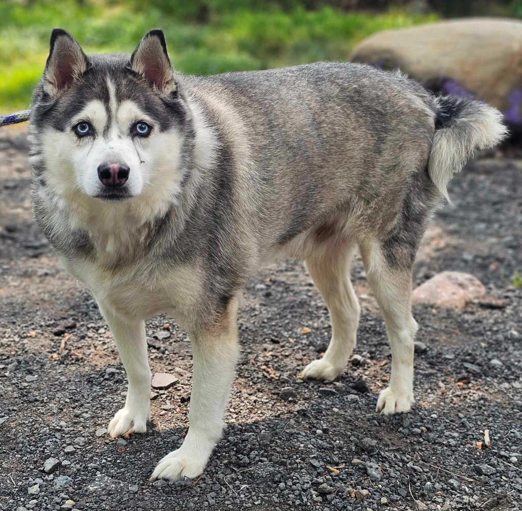 Nikko, an adoptable Husky, Pomeranian in Pomona, NY, 10970 | Photo Image 3