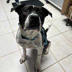 Max Payne, Adult Male Mixed Breed