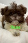 Shazoo