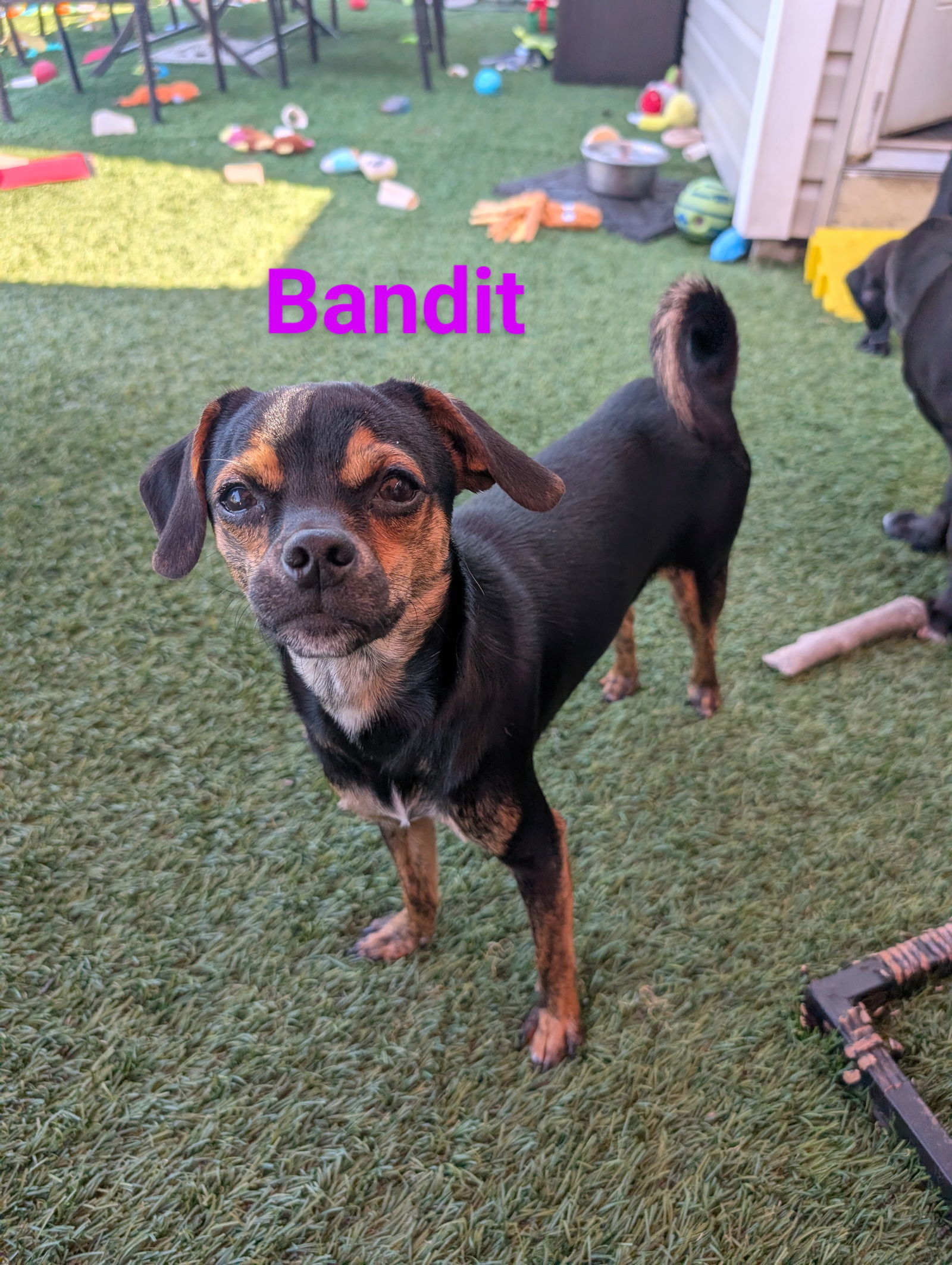 Bandit