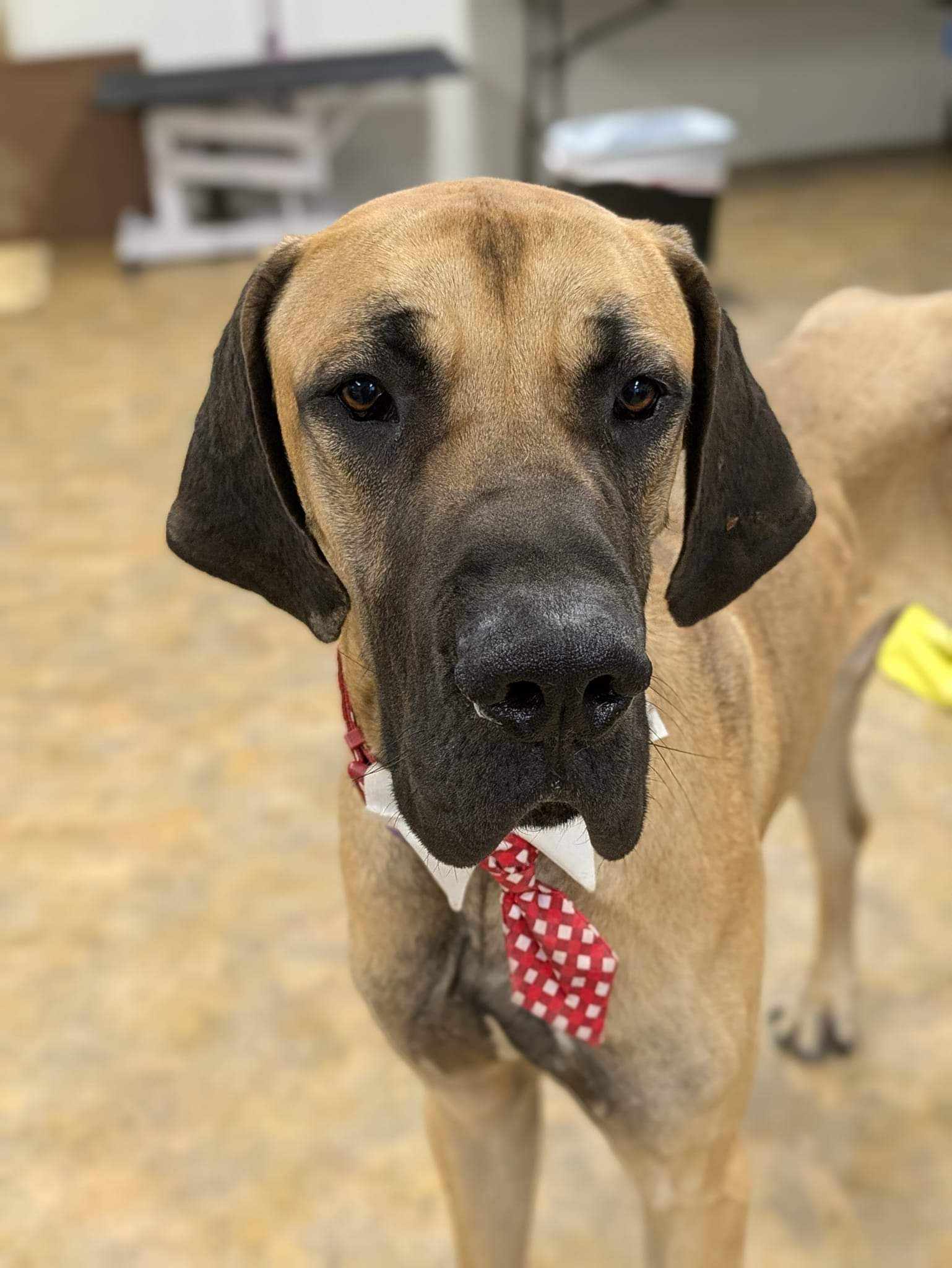 Moose, an adoptable Great Dane in Anchorage, AK, 99503 | Photo Image 1