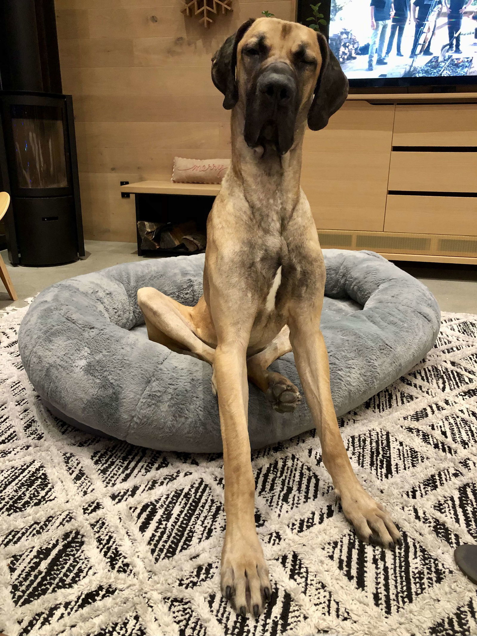 Moose, an adoptable Great Dane in Anchorage, AK, 99503 | Photo Image 2