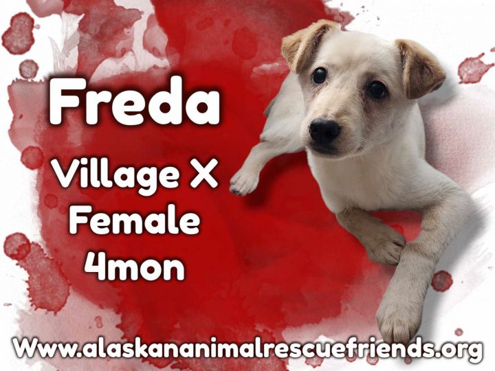 Freda 1